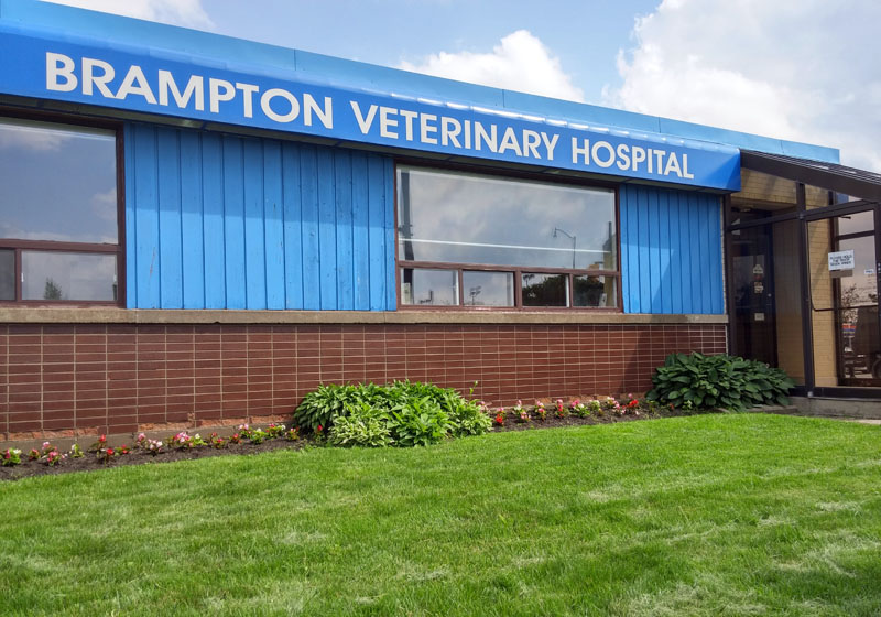 Take a Tour | Veterinarian in Brampton, ON | Brampton Veterinary Hospital